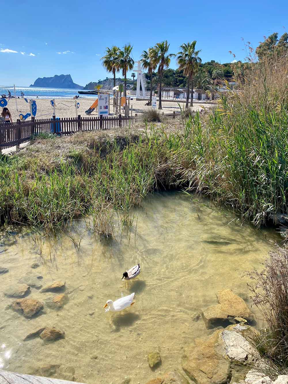 Feuchtgebiet „La Marjal del Senillar“ in Moraira am Ampolla Strand
