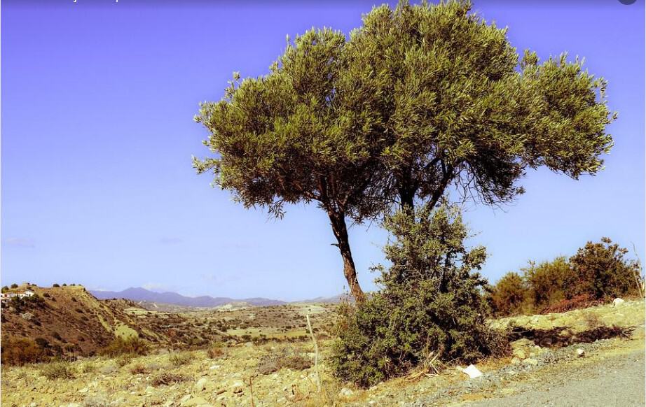 Land for sale in Benissa